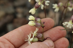 Silene paucifolia