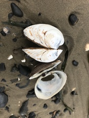 Spisula sachalinensis