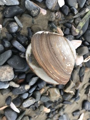 Spisula sachalinensis