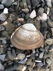 Spisula sachalinensis