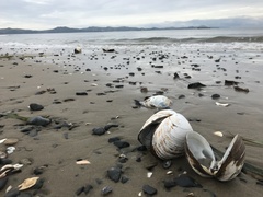 Spisula sachalinensis