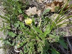 Oenothera triloba