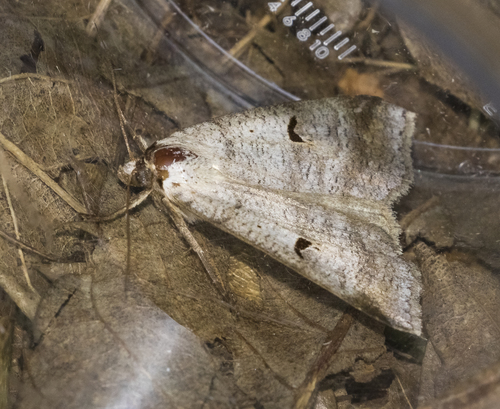 Lygephila pastinum