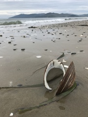 Spisula sachalinensis