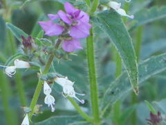 Syncolostemon bracteosus