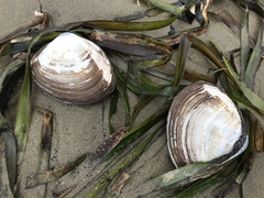 Spisula sachalinensis