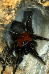 Porrhothele antipodiana