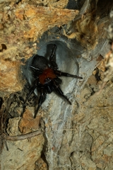 Porrhothele antipodiana