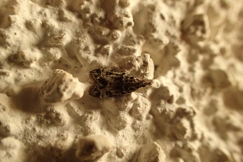 sivenka stromová (Eudonia mercurella)