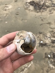 Cryptonatica janthostoma