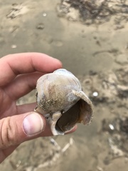 Cryptonatica janthostoma