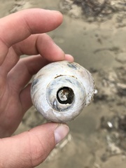 Cryptonatica janthostoma