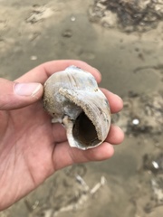 Cryptonatica janthostoma