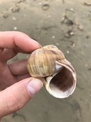 Cryptonatica janthostoma