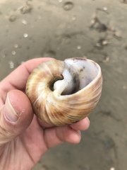 Cryptonatica janthostoma