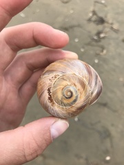 Cryptonatica janthostoma