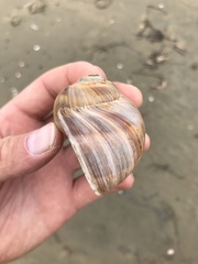 Cryptonatica janthostoma