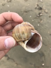 Cryptonatica janthostoma