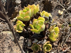 Aeonium canariense