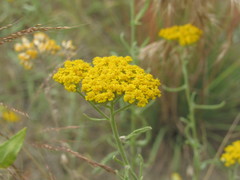 Achillea micrantha