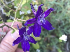 Delphinium patens