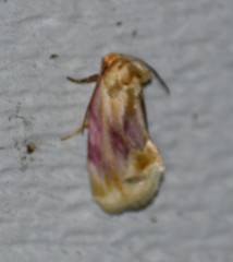 Chamaeclea basiochrea