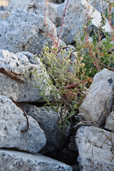 Senecio viscosus