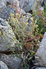 Senecio viscosus