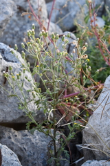 Senecio viscosus