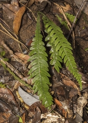 Blechnum mochaenum