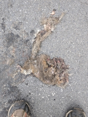 Sciurus carolinensis