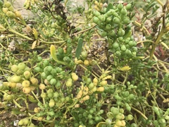 Cakile edentula edentula