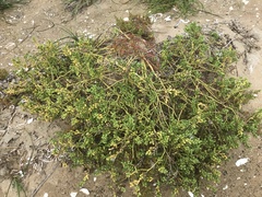 Cakile edentula edentula