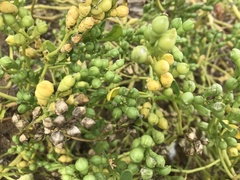 Cakile edentula edentula