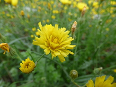 Crepis tectorum
