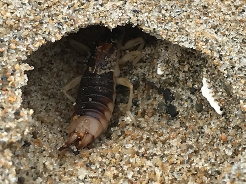 Shore Earwig, photo 6 of 8