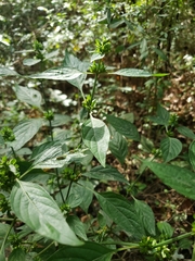 Dicliptera brachiata