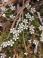 Pyxidanthera barbulata