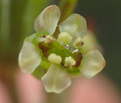 Centella virgata virgata