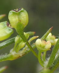 Centella virgata virgata