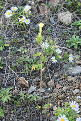Oenothera