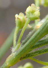 Centella virgata virgata