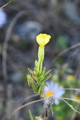 Oenothera