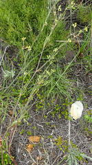 Centella virgata virgata