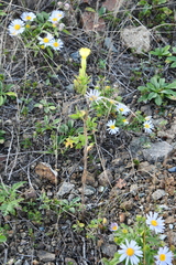 Oenothera