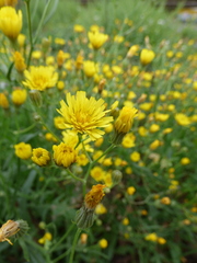 Crepis tectorum