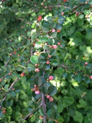 Cotoneaster hjelmqvistii