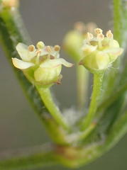 Centella virgata virgata