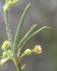 Centella virgata virgata