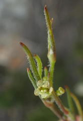 Centella virgata virgata